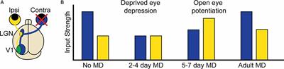 Heterosynaptic Plasticity and the Experience-Dependent Refinement of Developing Neuronal Circuits